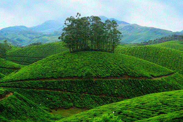 Kerala 8 Nights Tour